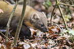 Baummarder