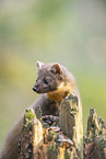 Baummarder
