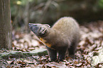 Baummarder