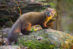 Baummarder