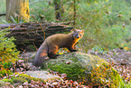 Baummarder