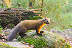 Baummarder