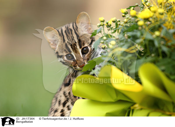 Bengalkatze / JH-17364