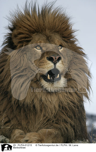 Berberlwe / Barbary lion / FLPA-01215