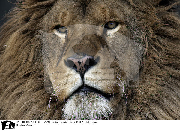 Berberlwe / Barbary lion / FLPA-01218