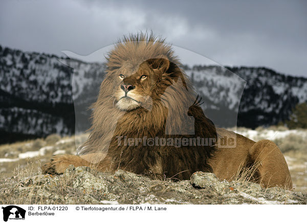 Berberlwe / Barbary lion / FLPA-01220