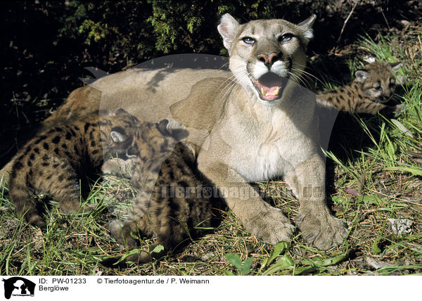 Berglwe / Mountain lion / PW-01233