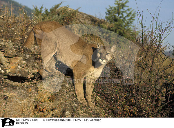 Berglwe / puma / FLPA-01301