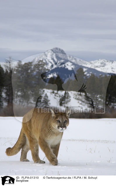 Berglwe / puma / FLPA-01310