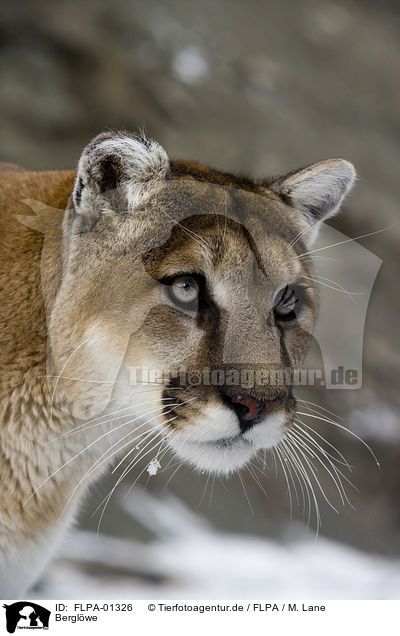 Bergl�we / puma / FLPA-01326