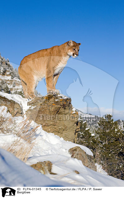 Berglwe / puma / FLPA-01345