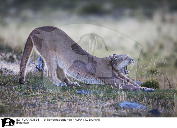 Berglwe / FLPA-03864