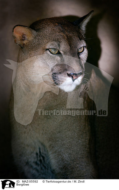 Berglwe / cougar / MAZ-05592