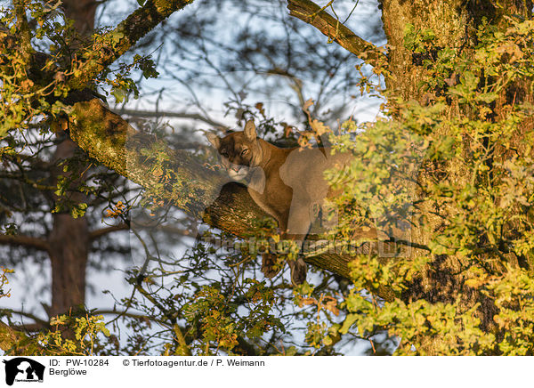 Berglwe / cougar / PW-10284