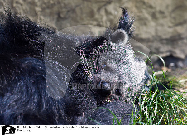 Binturong / MBS-05634