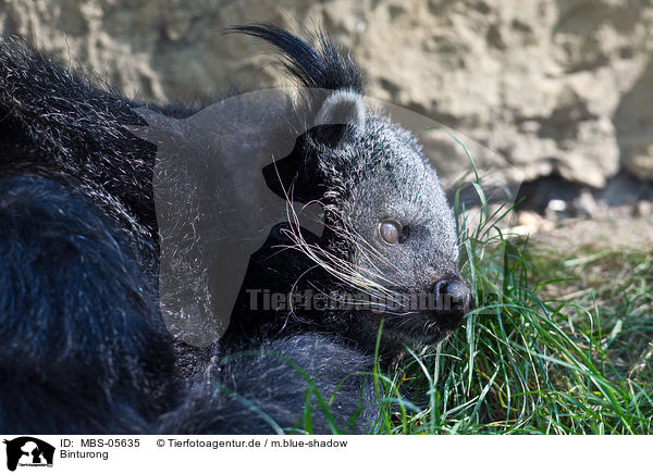 Binturong / bearcat / MBS-05635