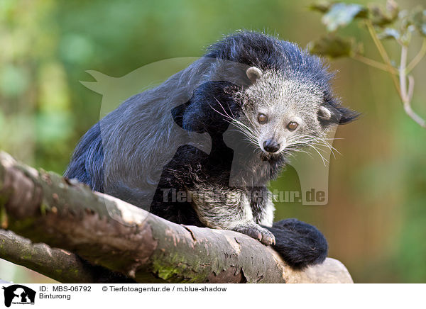 Binturong / MBS-06792