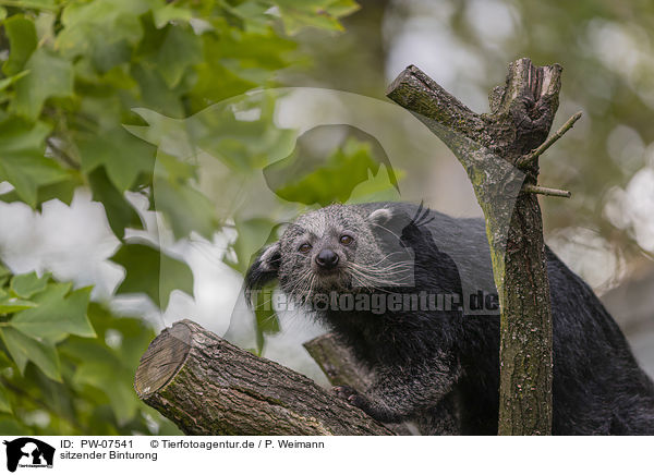 sitzender Binturong / sitting Binturong / PW-07541