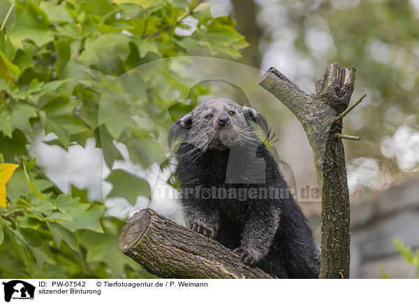 sitzender Binturong / sitting Binturong / PW-07542