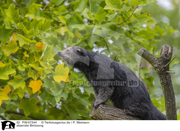 sitzender Binturong / sitting Binturong / PW-07544