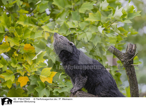 sitzender Binturong / sitting Binturong / PW-07545