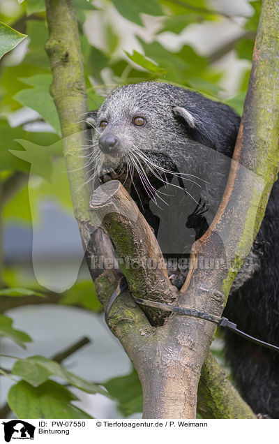 Binturong / Binturong / PW-07550