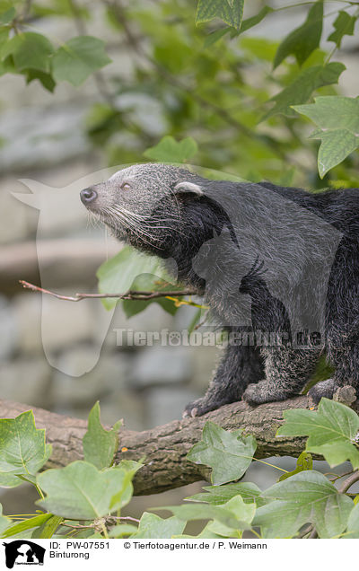 Binturong / Binturong / PW-07551