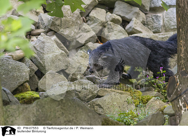 laufender Binturong / walking Binturong / PW-07553