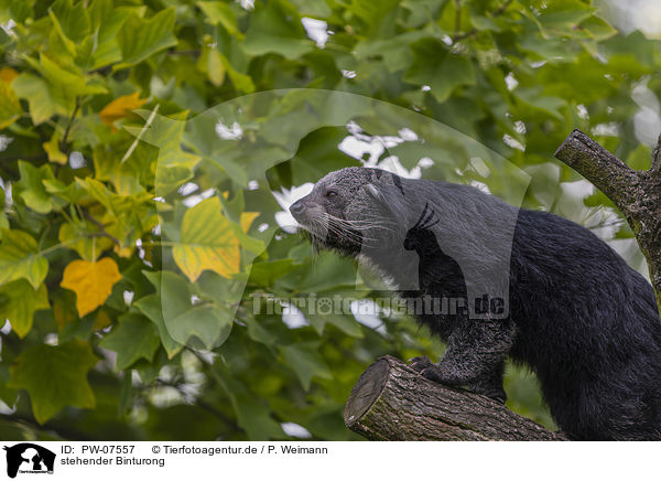 stehender Binturong / PW-07557