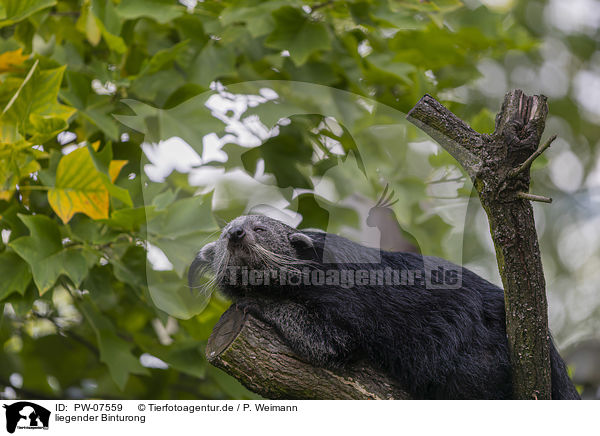 liegender Binturong / lying Binturong / PW-07559