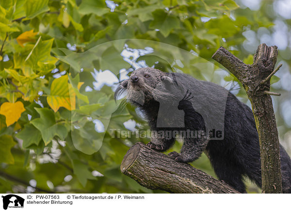 stehender Binturong / standing Binturong / PW-07563