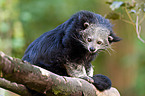 Binturong