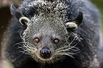 Binturong