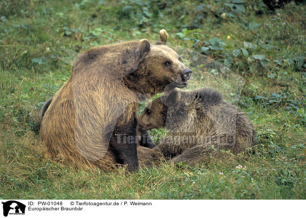 Europischer Braunbr / Eurasian Brownbear / PW-01048