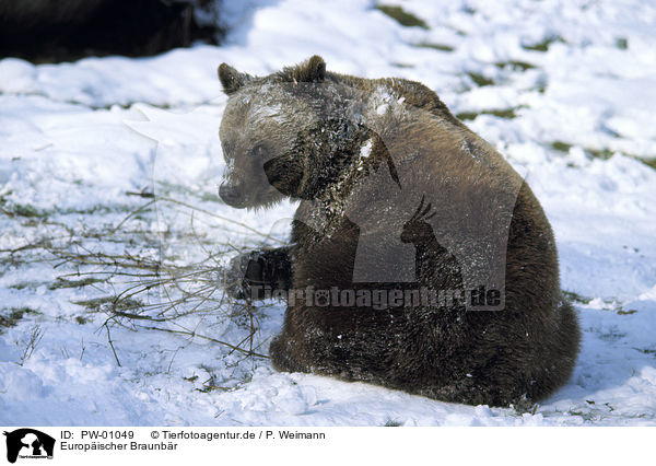 Europischer Braunbr / Eurasian Brownbear / PW-01049