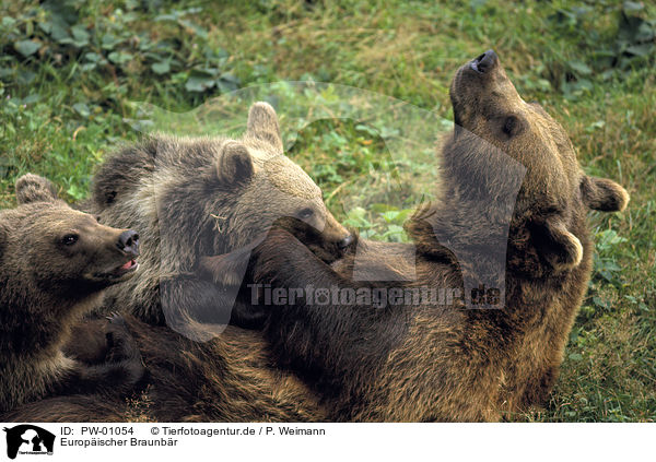 Europischer Braunbr / Eurasian Brownbear / PW-01054