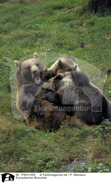 Europischer Braunbr / Eurasian Brownbear / PW-01055