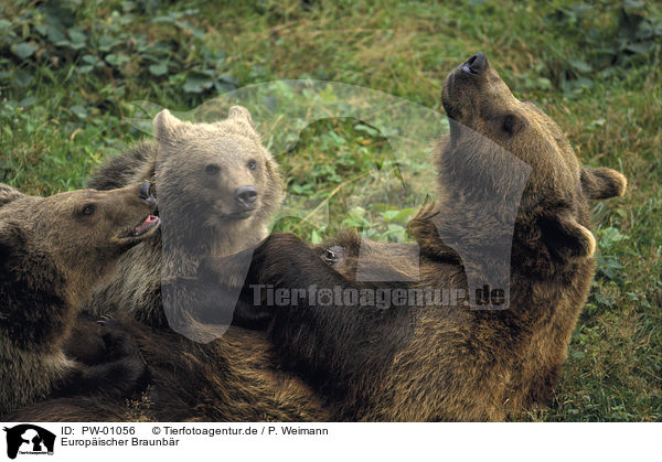 Europischer Braunbr / Eurasian Brownbear / PW-01056