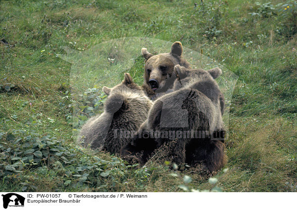 Europischer Braunbr / Eurasian Brownbear / PW-01057