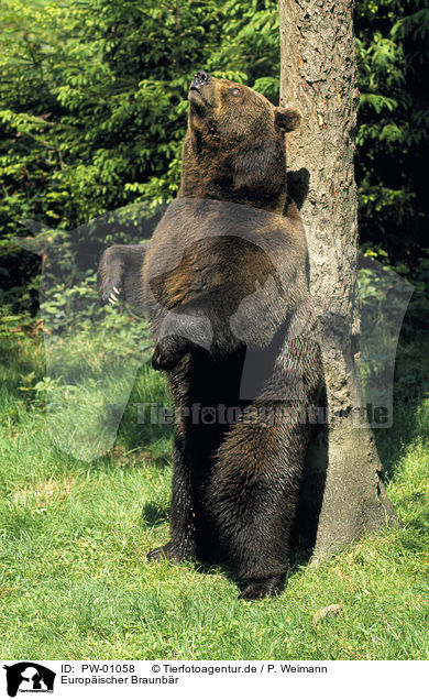 Europischer Braunbr / Eurasian Brownbear / PW-01058