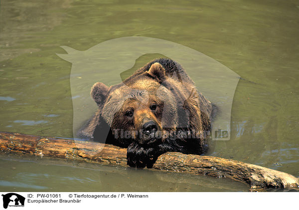 Europischer Braunbr / Eurasian Brownbear / PW-01061