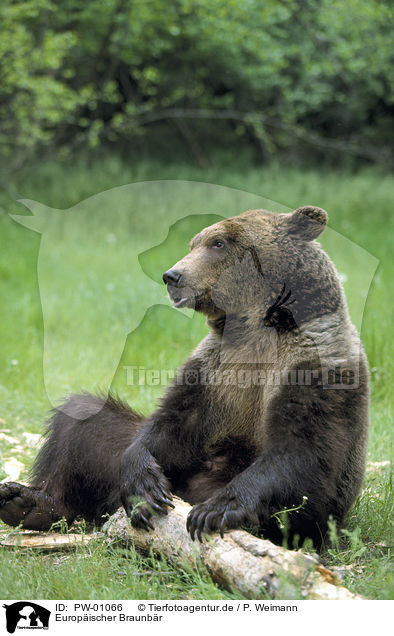 Europischer Braunbr / Eurasian Brownbear / PW-01066