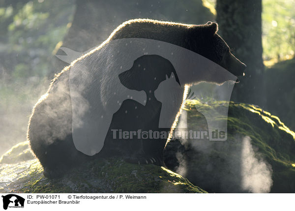 Europischer Braunbr / Eurasian Brownbear / PW-01071