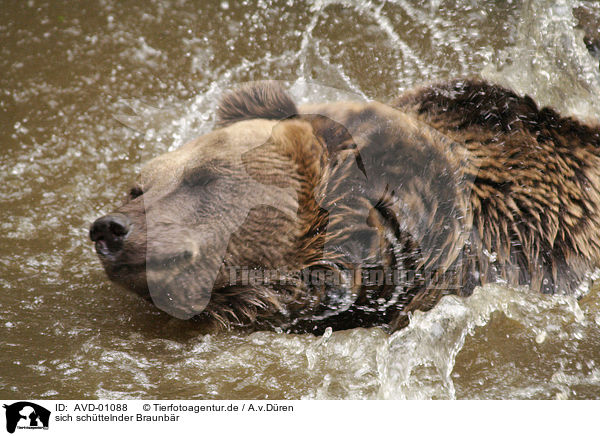 sich schttelnder Braunbr / shaking brown bear / AVD-01088