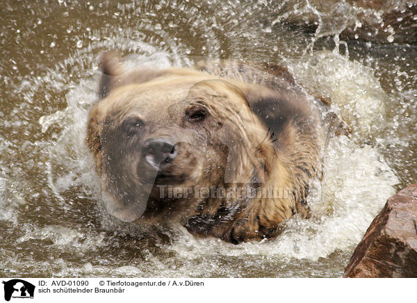 sich schttelnder Braunbr / shaking brown bear / AVD-01090
