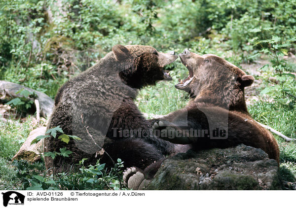 spielende Braunb�ren / playing brown bears / AVD-01126