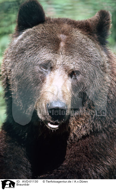 Braunbr / brown bear / AVD-01130