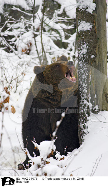 Braunbr / brown bear / MAZ-01076