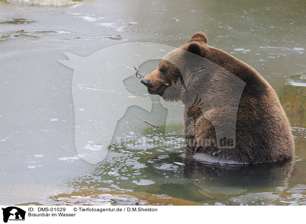 Braunbr im Wasser / brown bear in water / DMS-01029
