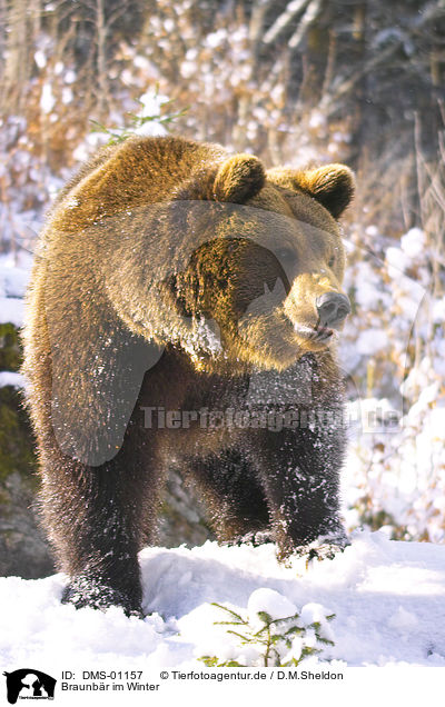 Braunbr im Winter / brown bear in winter / DMS-01157
